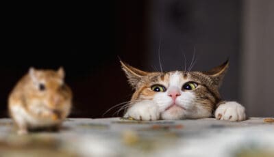Katzen jagen Katzen jagen